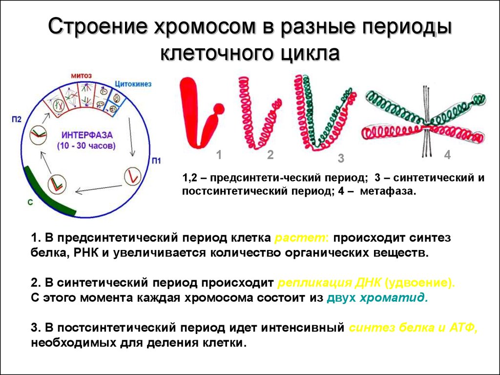 Хромосомы живых клеток. Строение и функции хромосом набор хромосом. Хромосомный набор клетки строение и функции таблица. Строение хромосомы 10 класс биология. Клеточный цикл клетки хромосом структура.