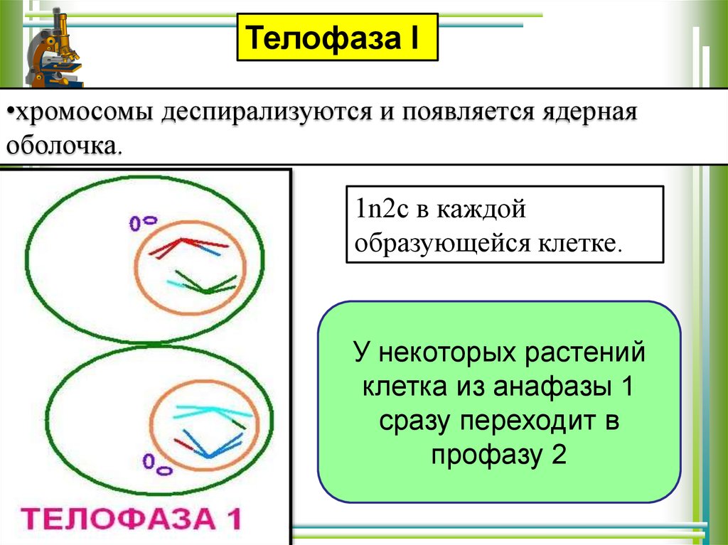Хромосомы деспирализуются. В телофазе появляется ядрышко. Хромосомы деспирализуются. Ядра дочерних клеток в телофазе. Телофаза митоза набор хромосом.