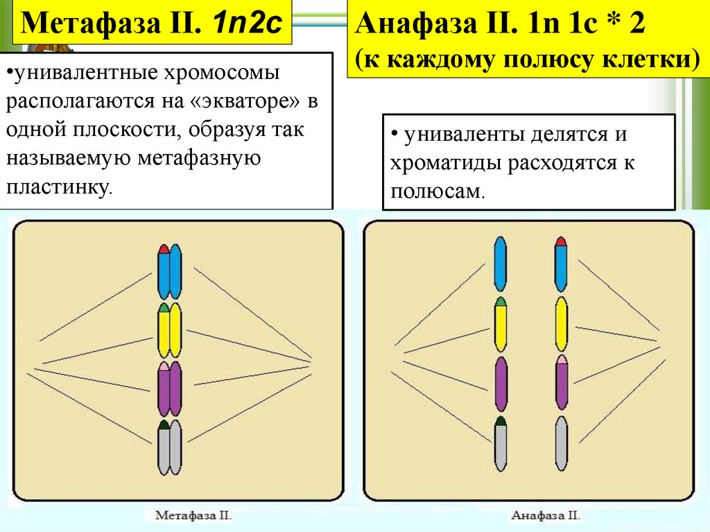 Хромосомы на экваторе. Хромосомы расположены в. УНИВАЛЕНТЫ истинные и ложные это. Хромосомы располагаются в экваториальной плоскости клетки. Хромосомы располагаются в экваториальной плоскости.