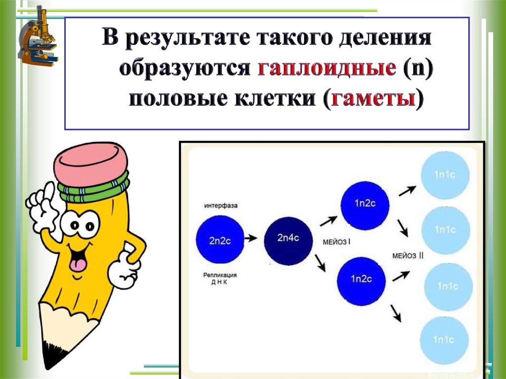 Образование половых клеток при делении. Деление в результате которого образуются половые клетки. В результате деления половых клеток образуется клетки. 4 Гаплоидные клетки. Гаметы образуются в результате.