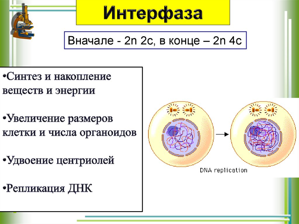 Интерфаза клетки. Интерфаза мейоза 1 и 2. Интерфаза мейоза 1. Интерфаза мейоза 2. Редукционное деление клетки интерфаза.