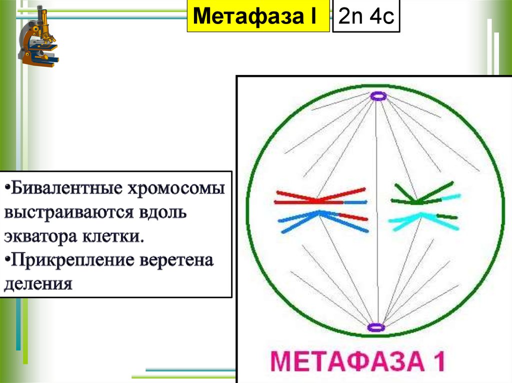 Метафаза 1 мейоза рисунок