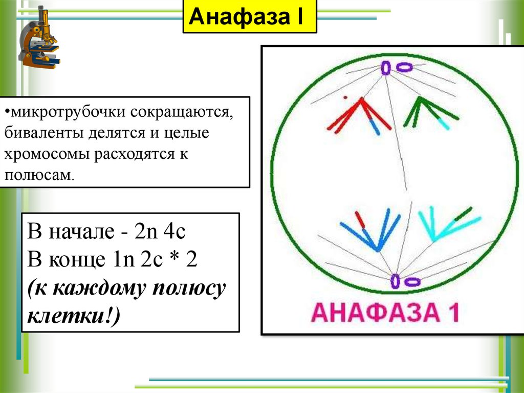 Анафаза мейоза 1 рисунок