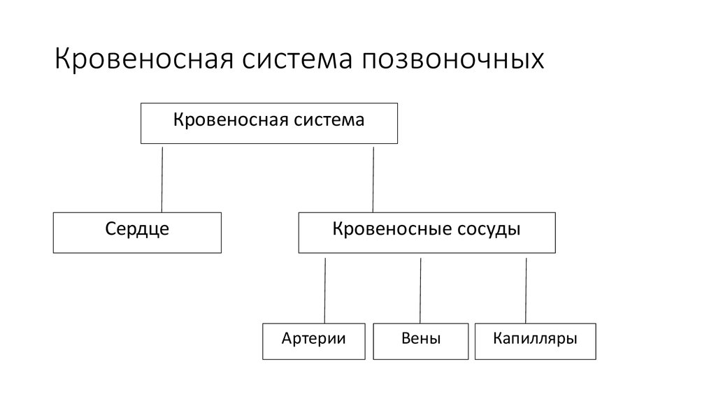 Системы позвоночных