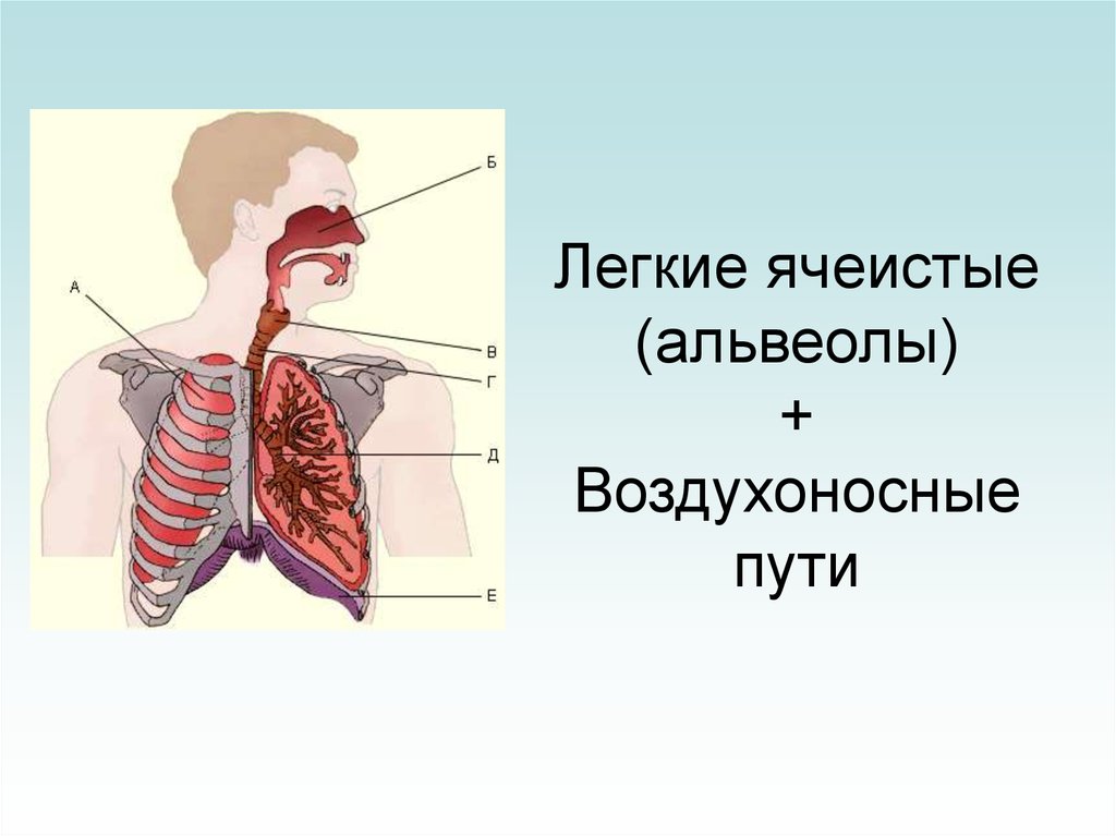 Воздухоносные пути рисунок