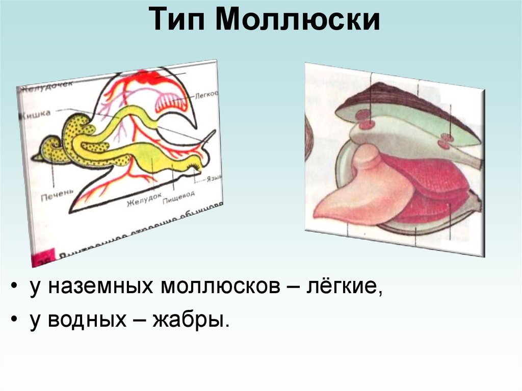 Схема строения легочного моллюска