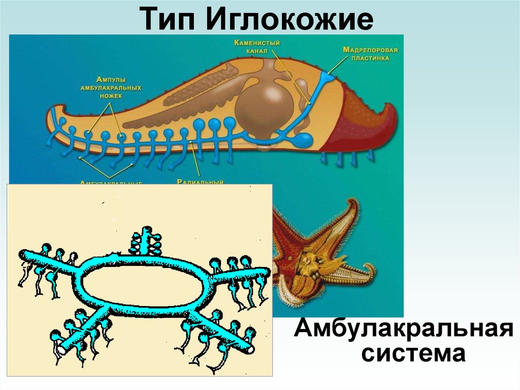 Эволюция дыхательной системы презентация 7 класс