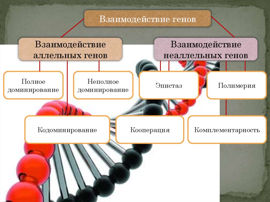 Взаимодействие аллельных генов примеры