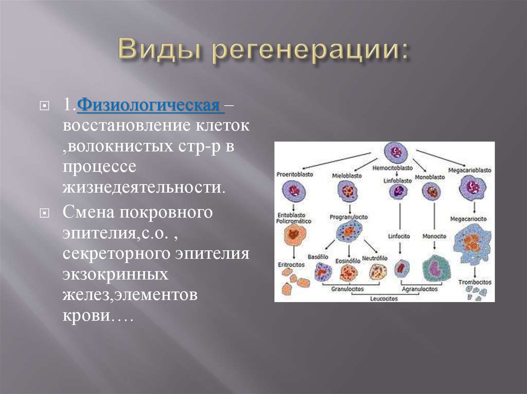 Физиологическое состояние клеток. Регенерация клеток. Виды клеточной регенерации. Разновидности процесса регенерации. Клетки физиологической регенерации.