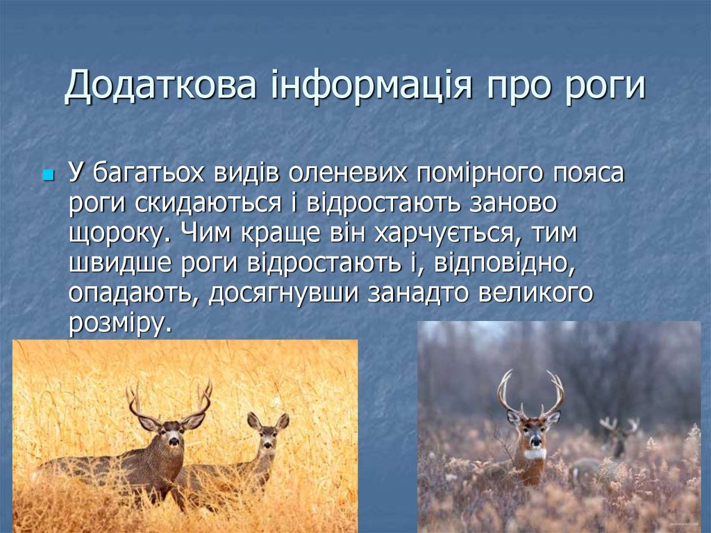 Додаткова інформація про роги