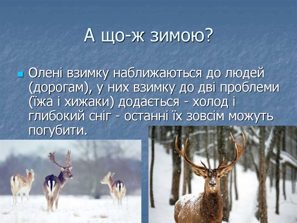 А що-ж зимою?