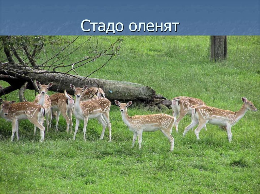 Стадо оленят