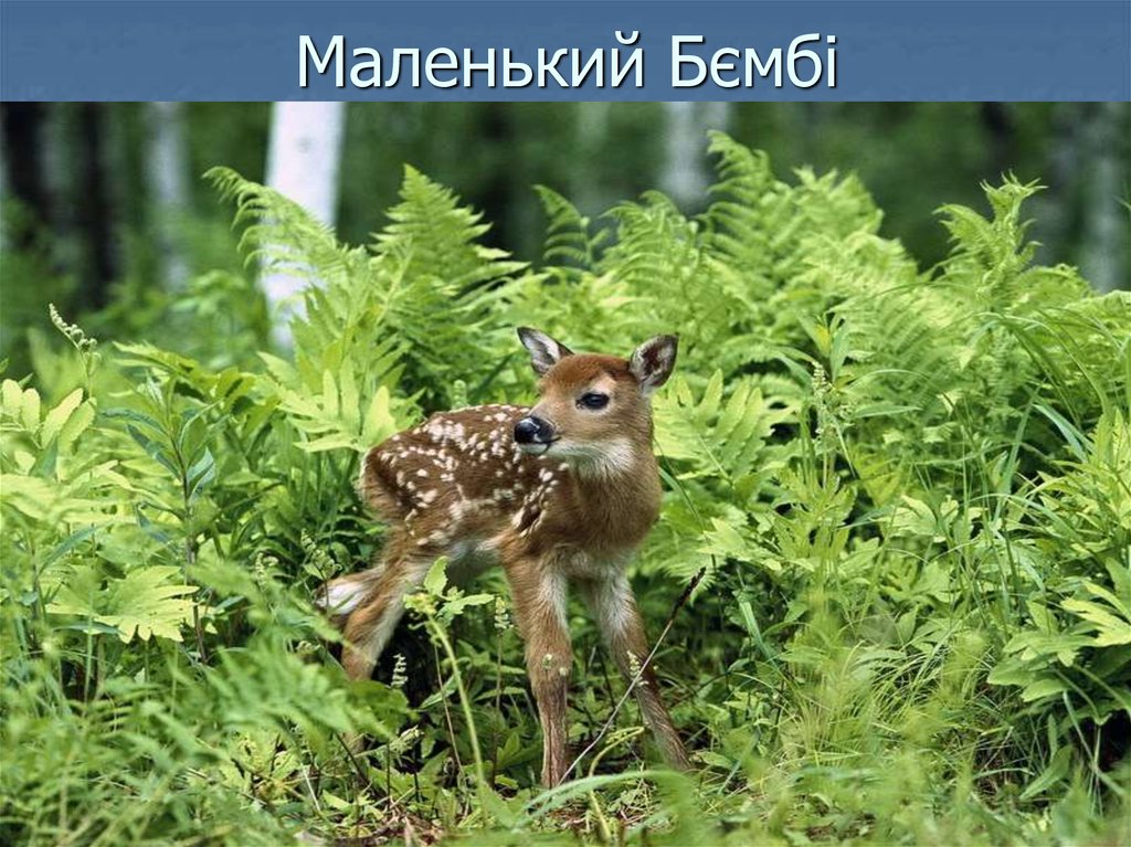 Маленький Бємбі