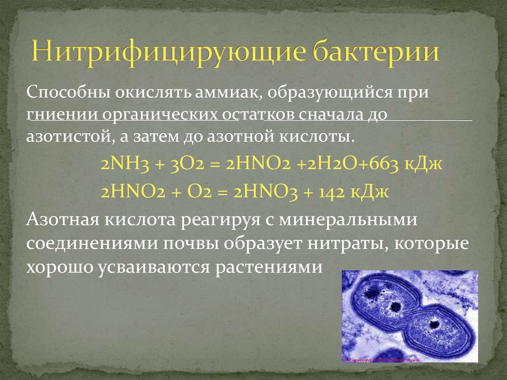 Сероводород бактерии. Нитрифицирующие серобактерии. Нитрифицирующие бактерии окисляют аммиак. Нитрифицирующие бактерии Тип питания. Нитрофицирующиебактерии.