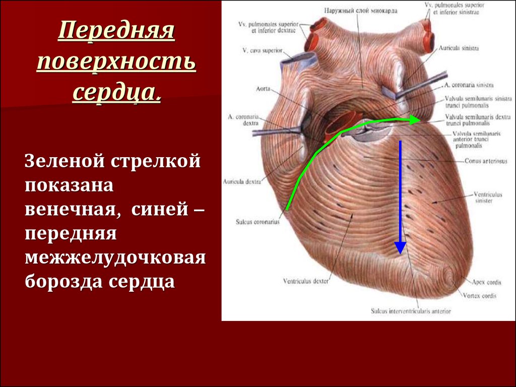 Венечная борозда разделяет. Продольная борозда сердца анатомия. Венечная борозда сердца анатомия. Грудино-реберная (передняя) поверхность сердца. Строение сердца венечная борозда.