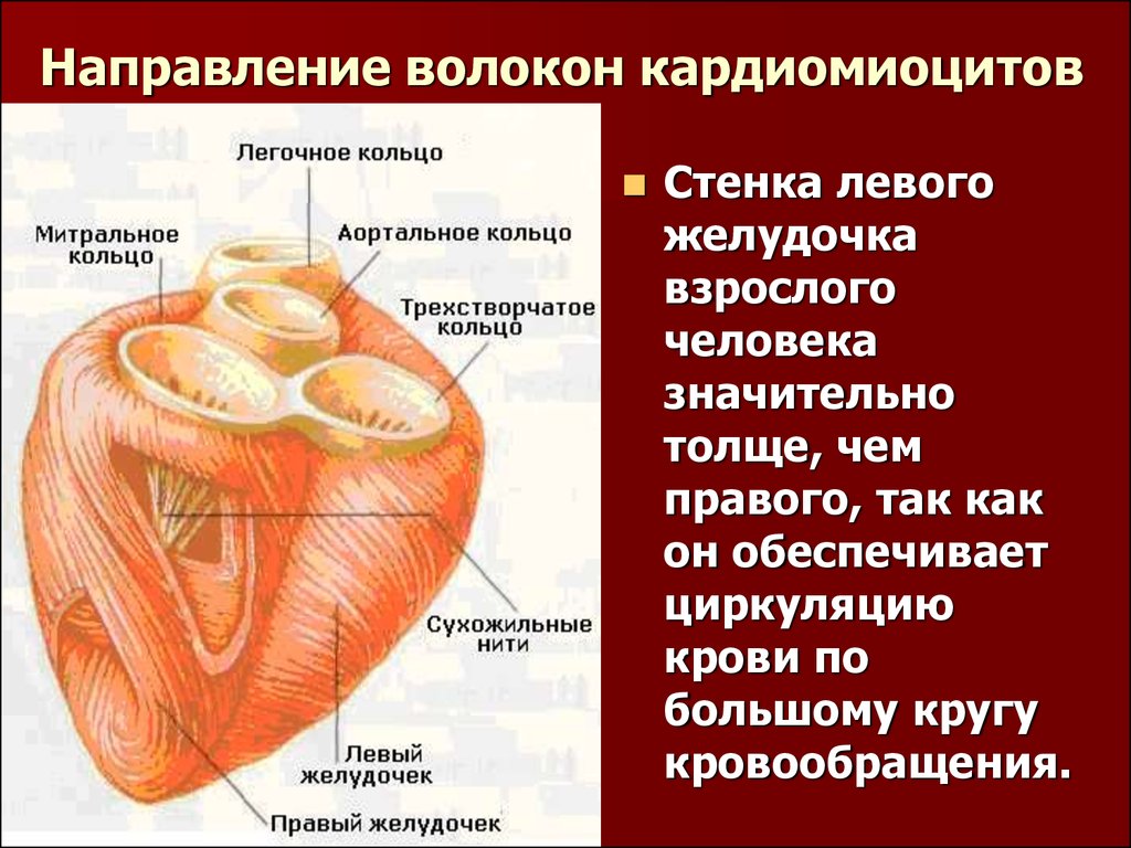 Левая стенка сердца. Атипичные кардиомиоциты сердца. Кардиомиоциты строение. Стенки левого желудочка. Клетки сердца кардиомиоциты.