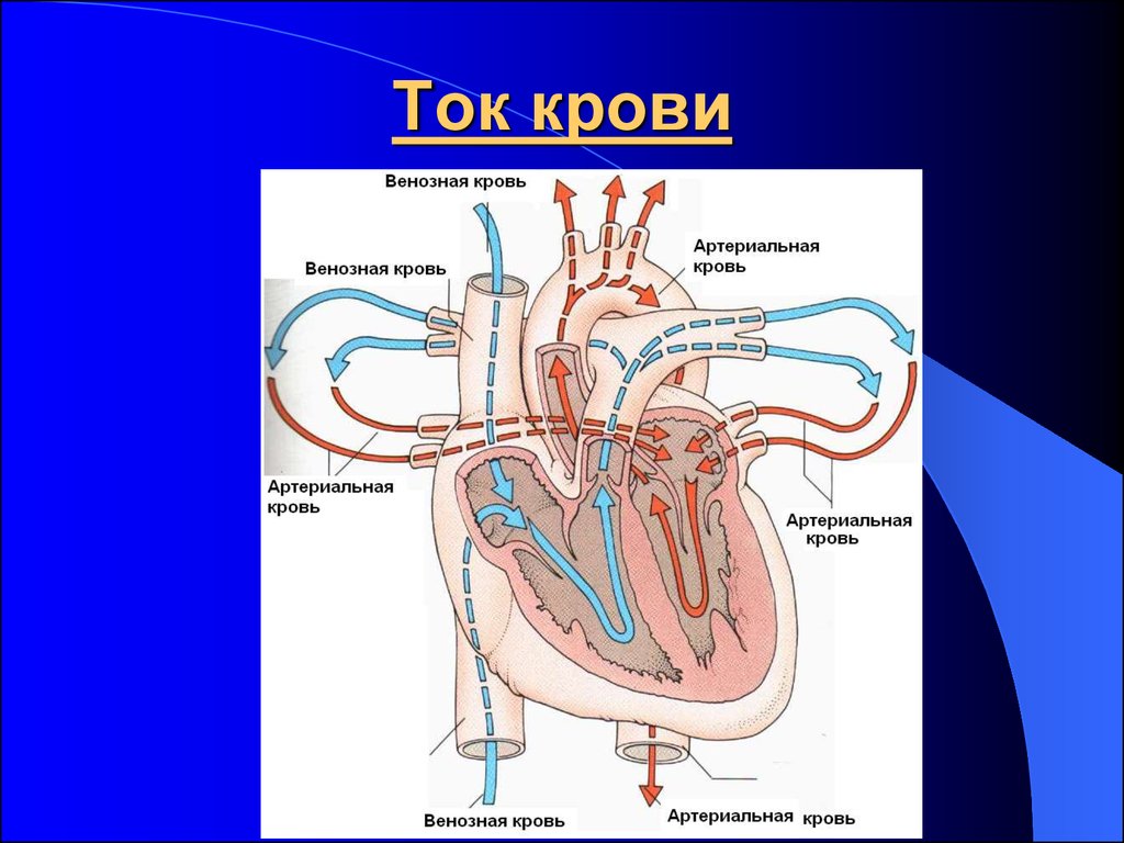 Ток в сердце. Артериальная и венозная кровь. Где течет венозная кровь. Венозная кровь и артериаль. Ток крови.