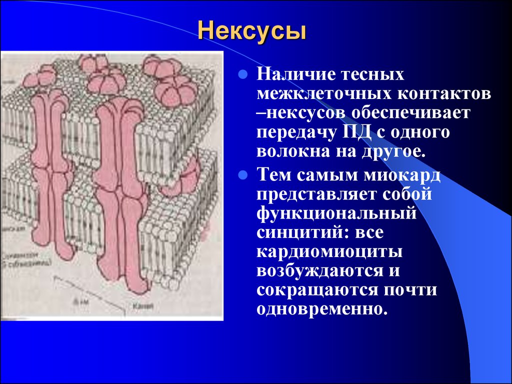 Передача пд. Нексус гистология строение. Щелевые соединения нексусы. Нексус физиология. Строение Нексуса.