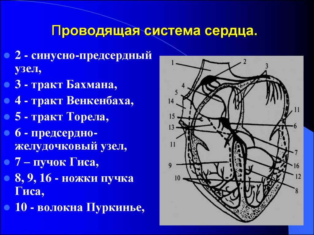 Проводящая система проводит. Проводящая система сердца синусовый узел. Проводящая система сердца пучок Бахмана. Схема строения проводящей системы сердца человека. Структурные элементы проводящей системы сердца.