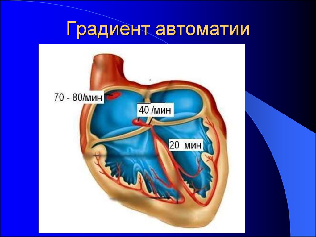 Автоматия сердца презентация