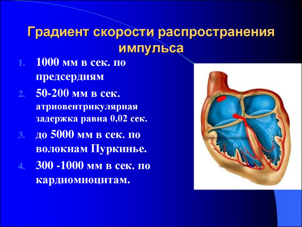 Открытый атриовентрикулярный канал презентация