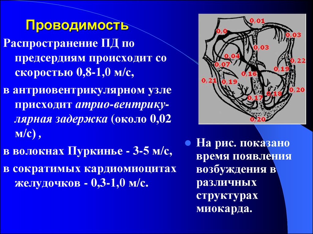 Проводимость сердца схема