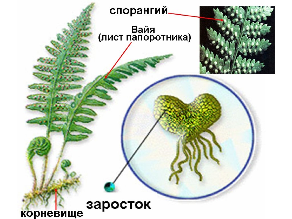 Спорангий папоротника рисунок