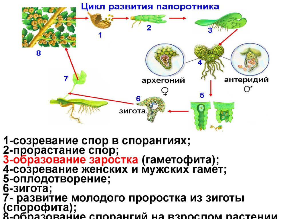 Жизненный цикл папоротника с подписями