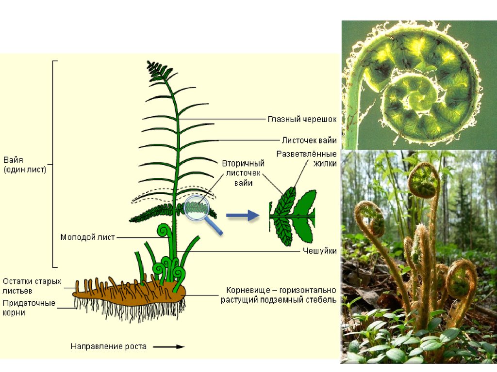 Примеры растений относящихся к папоротниковидным