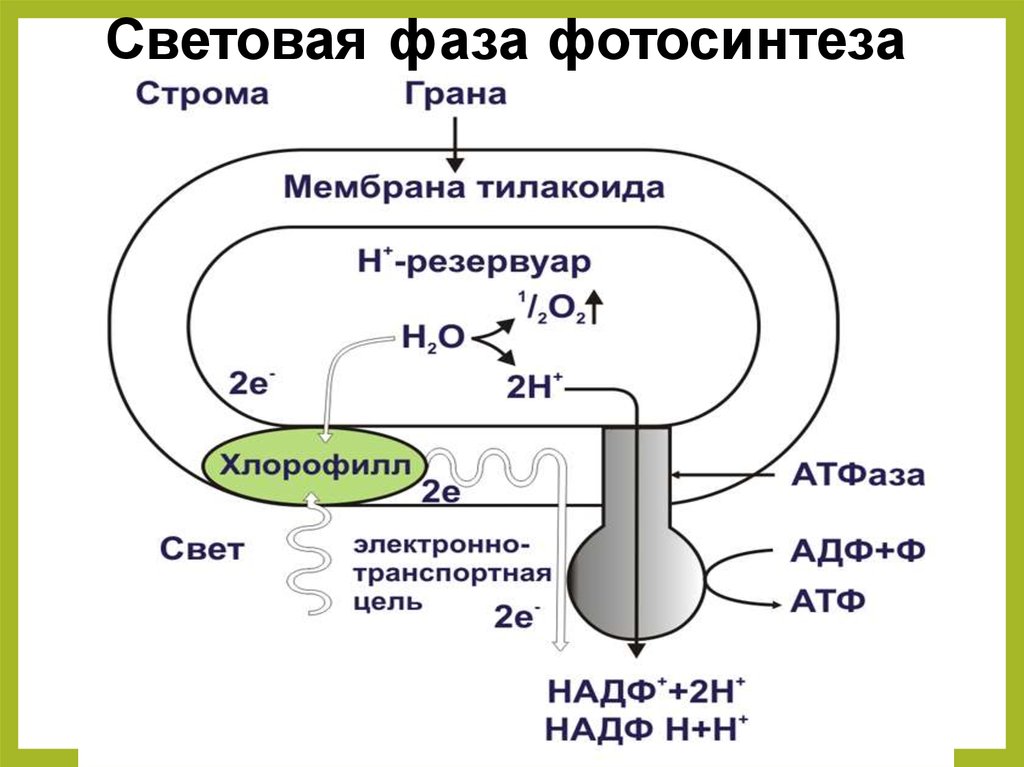 Фермент тилакоида. Световая фаза фотосинтеза 10 класс. Световая фаза фотосинтеза фотосистемы 1 и 2. Световая фаза фотосинтеза схема. Процесс фотосинтеза световая фаза схема.