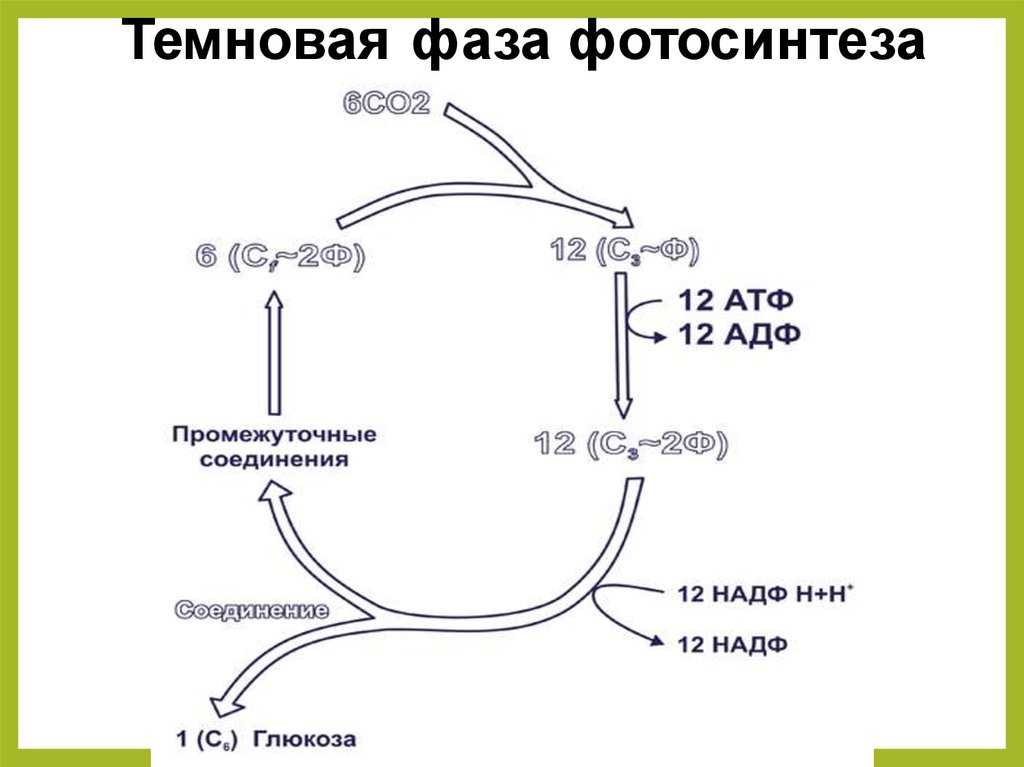 Темновая фаза продукты. Темновая фаза фотосинтеза цикл Кальвина. Темновая фаза фотосинтеза схема. Цикл Темновой фазы фотосинтеза. Темновая фаза этапы процесса.