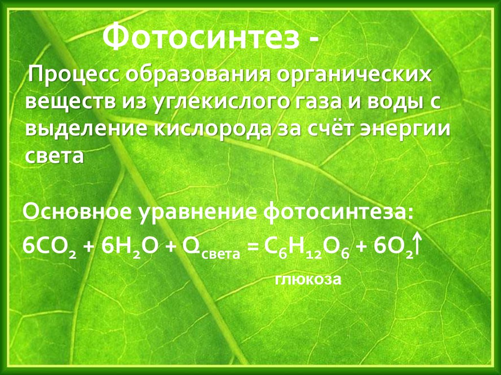 Образование глюкозы в зеленом растении. Фотосинтез. Зина фото. Процесс фотосинтеза. Фотосинтез химия.