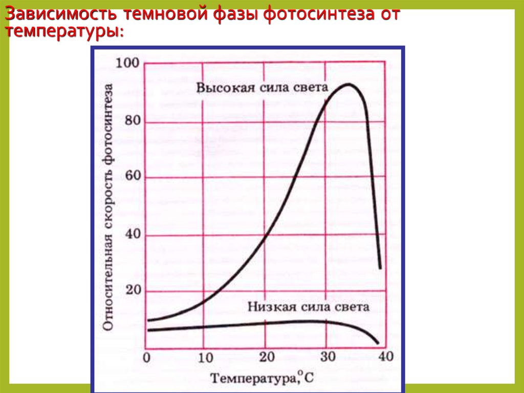 При какой температуре интенсивность роста максимальная. Интенсивность фотосинтеза зависит от. Влияние температуры на фотосинтез. Зависимость дыхания от температуры. Зависимость растений от температуры.