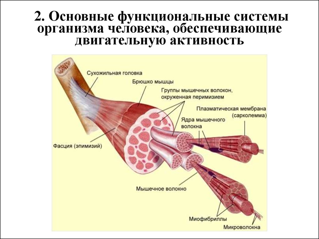 Функциональные системы мышечная система. Строение мышцы. Мышца как орган. Скелетные мышцы. Строение мышцы как органа.