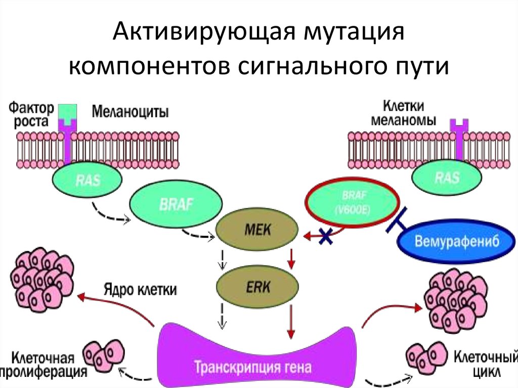 Вирусный канцерогенез