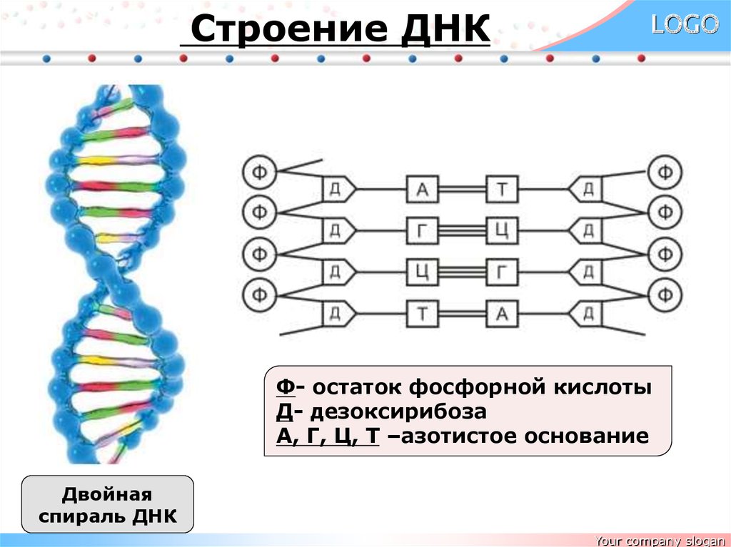 Днк а т г. Схема строения молекулы ДНК. Структура молекулы ДНК схема. Схематическое строение ДНК. Схематическое строение молекулы ДНК.