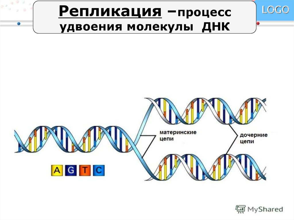 Удваивается молекула днк. Схема удвоения ДНК редупликация. Удвоение (репликация) молекул ДНК. Репликация процесс удвоения ДНК схема. Схема процесса редупликации ДНК.