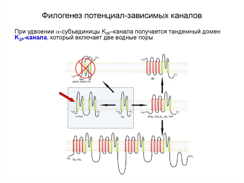 Канал получается. Потенциал зависимые каналы строение. Строение потенциал зависимых ионных каналов. Два основных типа каналов - лиганд-зависимые и потенциал-зависимые. Потенциал зависимый канал характеристика.
