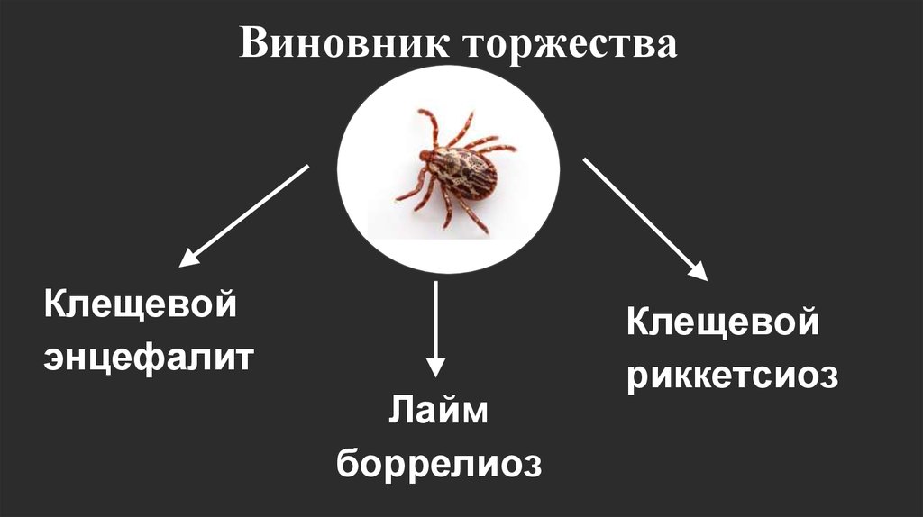 Таежный клещ переносчик энцефалита