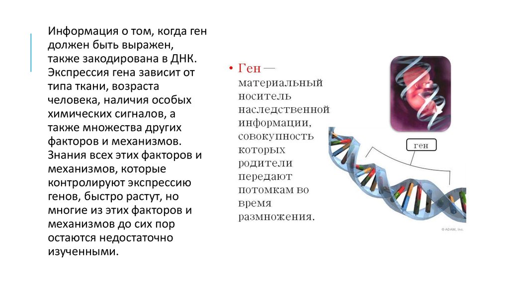 Ген участок днк. Ген зависимости. О чем закодирована информация в генах?. На ДНК могут быть закодированы. Экспрессивности генов зависит от.