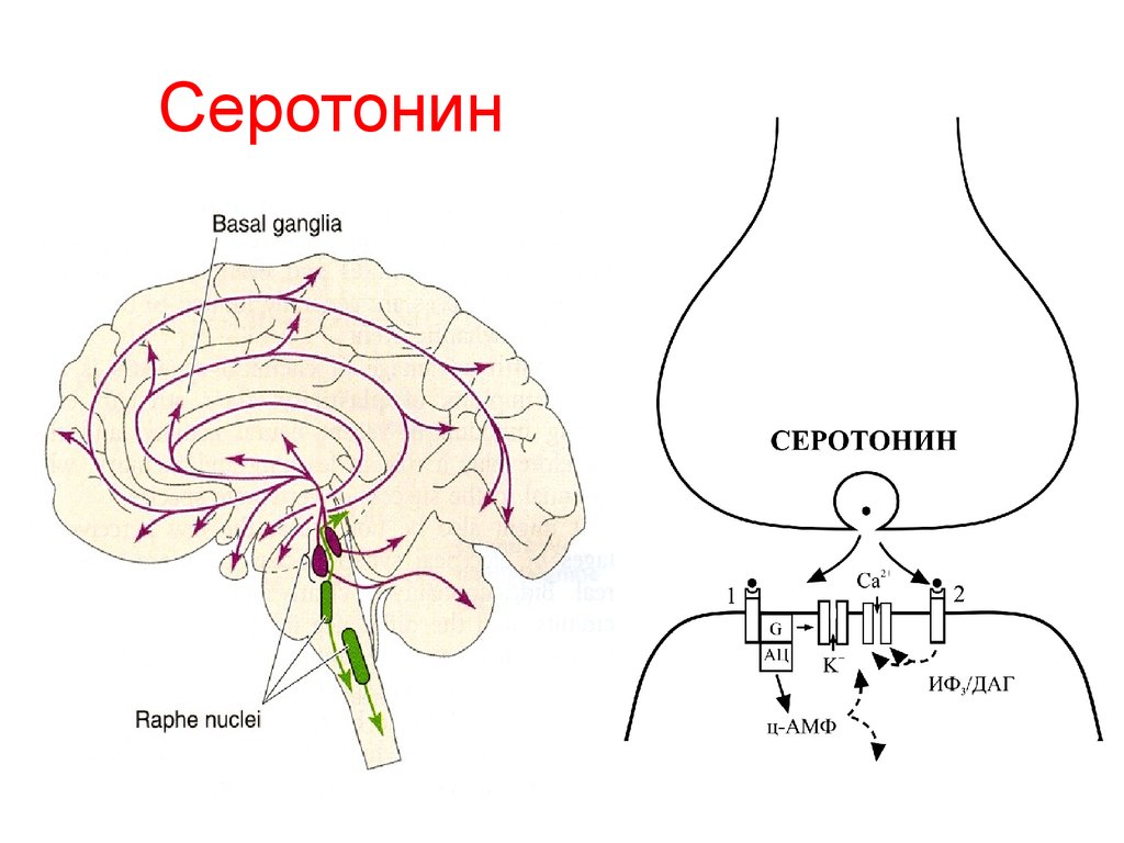 Функции серотонина. Серотонинергическая система мозга схема. Серотонинергическая регуляция. Физиология. Серотонин нейромедиатор функции. Серотониновый Рецептор строение.