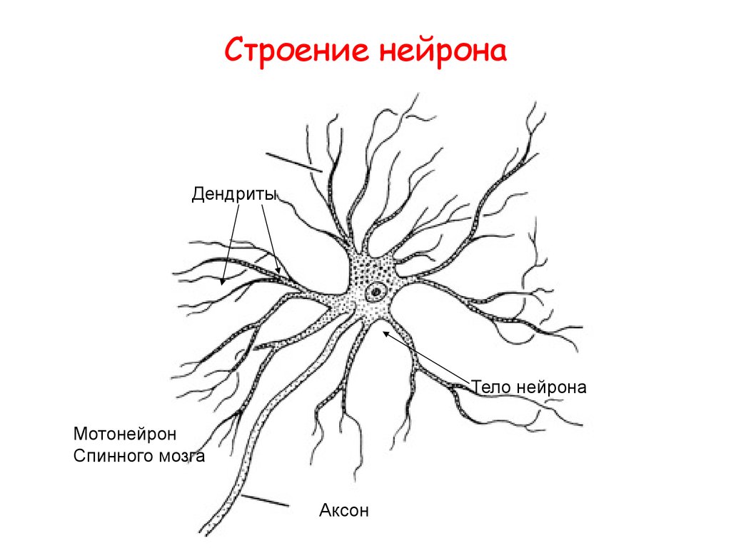 Название нервной клетки. Схема строения нейрона. Строение нейрона анатомия схема. Строение нервной клетки нейрона. Нейрон строение и функции.