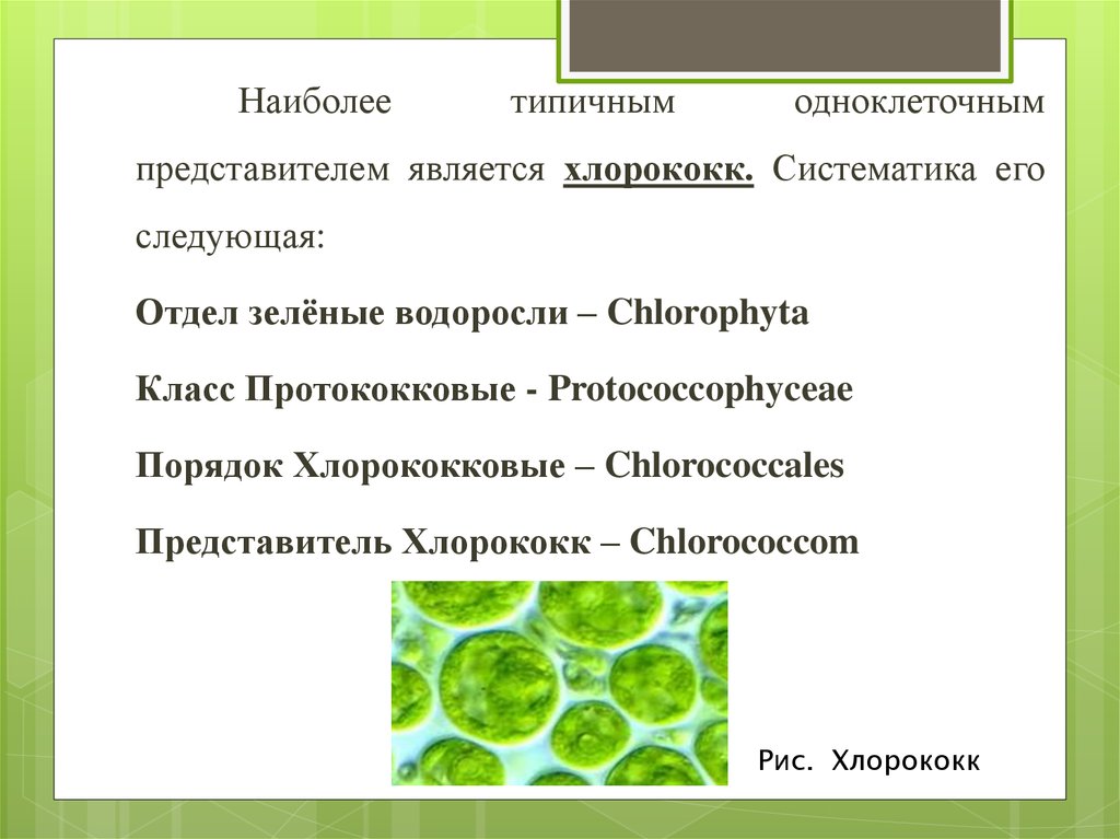 Культивирование одноклеточных зеленых водорослей технология 8 класс презентация