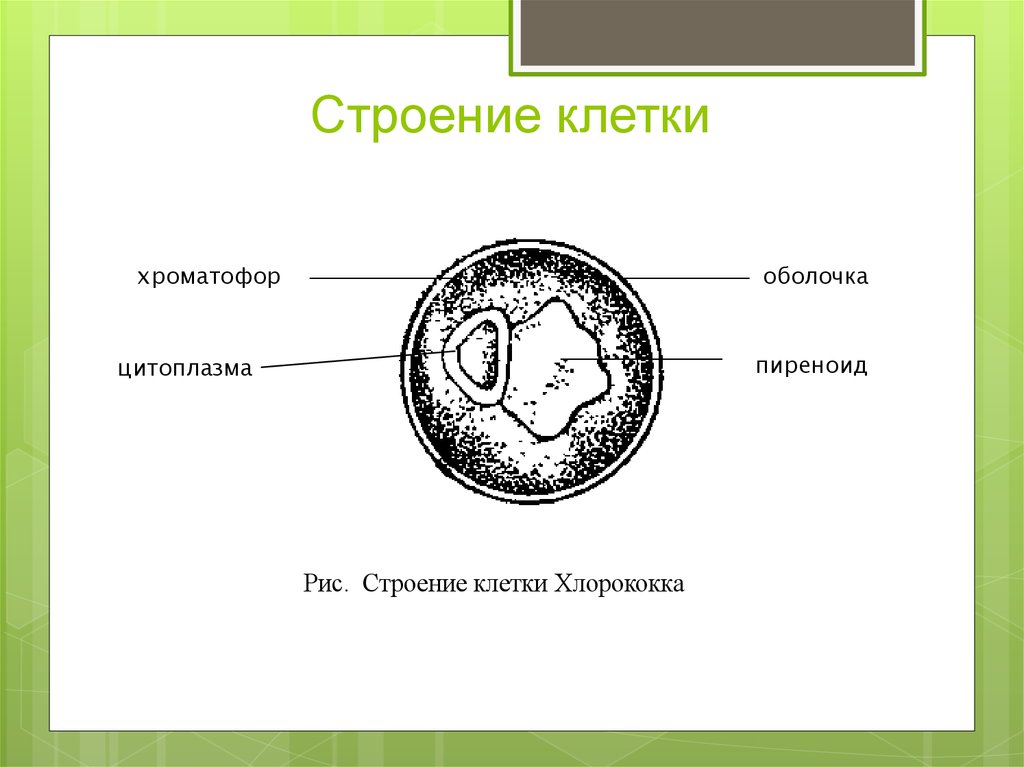 Хлорелла рисунок с подписями