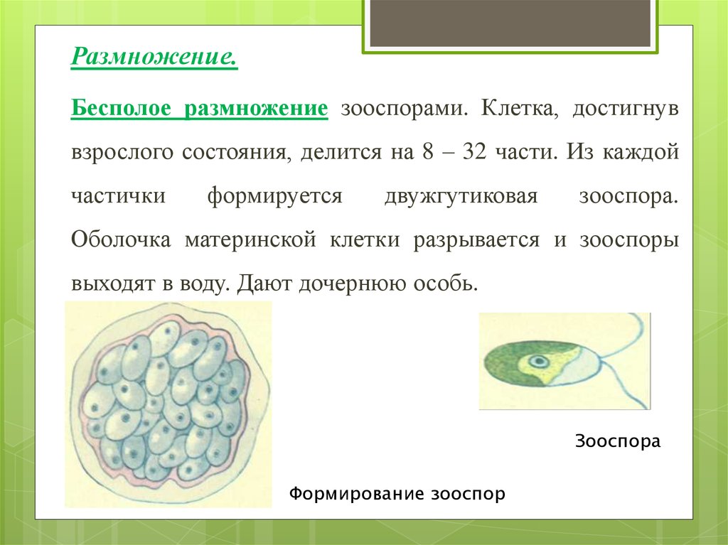 Материнская клетка. Бесполое размножение зооспорами. Зооспоры. Зооспора это в биологии.