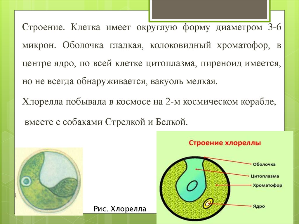 Экспериментатор изучал особенности жизнедеятельности хлореллы. Строение хлореллы пиреноид. Оболочка ядро хроматофор. Цитоплазма хлорелла строение. Хроматофор функции.