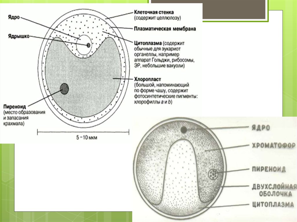 Ядро цитоплазма клеточная мембрана. Пиреноид у хлореллы. Строение клеточной стенки хлореллы. Строение хлореллы пиреноид. Строение хлореллы одноклеточной клеточная сетка.