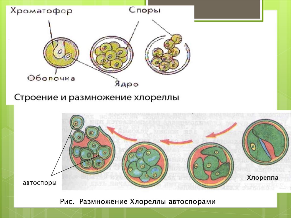 Размножение клеток водорослей. Бесполое размножение хлореллы. Цикл развития хлореллы схема. Размножение хлореллы схема. Хлорелла жизненный цикл развития.