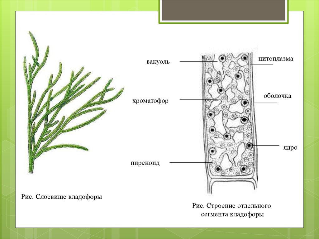 Рисунок клетки водорослей. Кладофора строение таллома. Кладофора хроматофор. Кладофора строение клетки. Строение таллома зеленых водорослей.