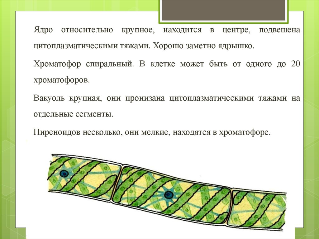 Хроматофор. Спиралевидный хроматофор. Спиральный хроматофор спирогиры. Форма хроматофора.